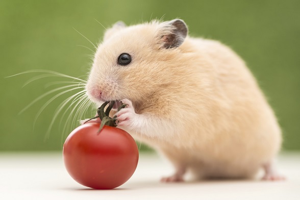 hamster eating tomato blog.jpg